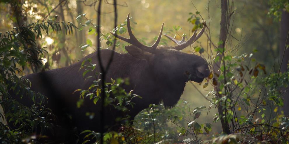 Ein junger Elchbulle ist im Wendland unterwegs. Ein Novum nach Hunderten von Jahren.
