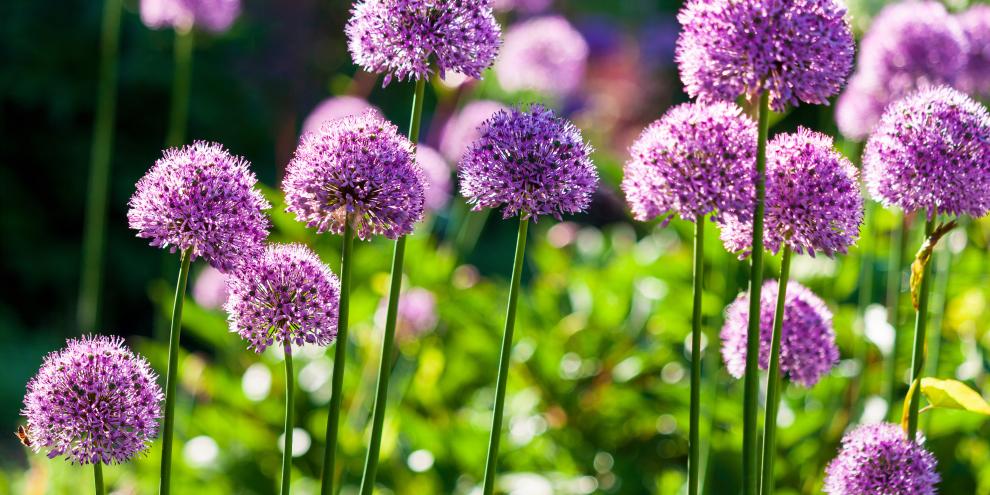 Zierlauch; Allium im Garten