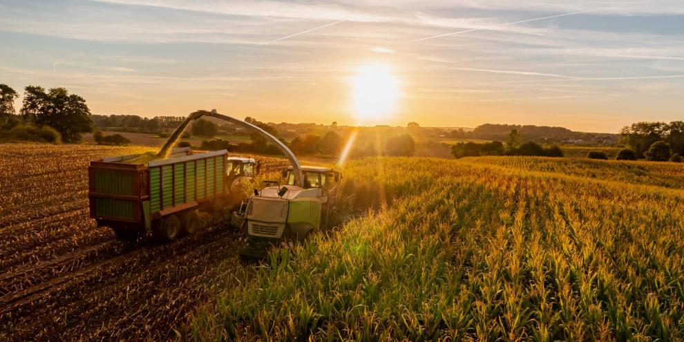 Der Sommer war von Trockenheit geprägt; die Bauernregel hat eine idee davon, wie der September zur Maisernte werden kann.