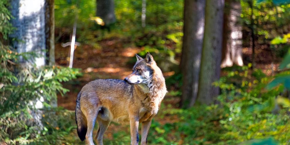 In Brandenburg soll im Oktober der Wolfsmanagementplan in Kraft treten.