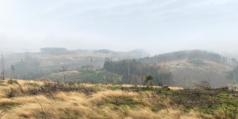 Abb. 1: Flächig abgestorbene Fichtenwälder im Frankenwald dokumentieren die Notwendigkeit neuer waldbaulicher Lösungen. Alle mit dem strohfarbenen Gras Drahtschmiele bedeckten Flächen waren zuvor geschlossene Wälder. Wie soll es weitergehen? Großflächige Naturverjüngung mit Fichte oder großflächige Aufforstung mit Douglasie sind hier keine erfolgversprechenden Lösungen.