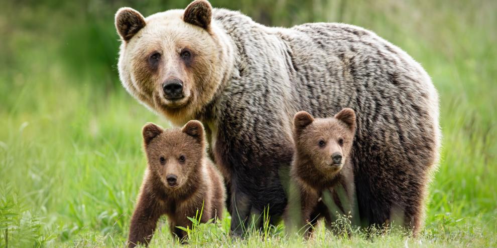In Tirol fragt man sich, ob es sich bei Videoaufnahmen um eine Braunbärin mit Nachwuchs handelt.