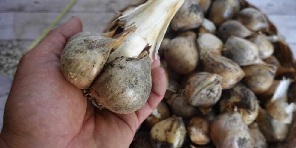 SYMBOLBILD: Den Größten Knoblauch der Welt hat ein Wettkämpfgärtner aus Großbritannien geerntet.