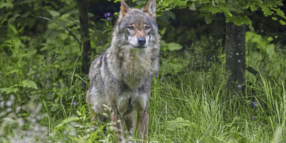 <b><i>Wer schießt künftig auf den Problem-Wolf? Das sollten Jäger bei einer Umfrage beantworten.</i></b>