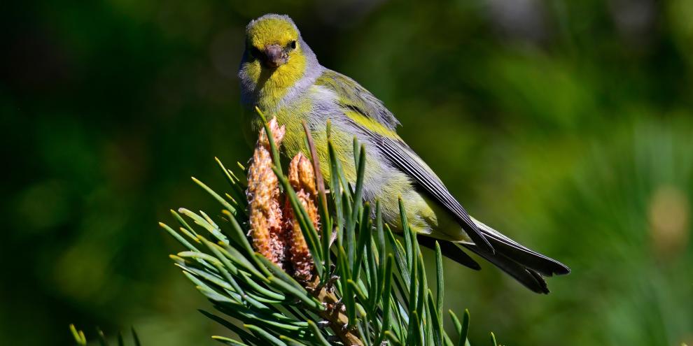 Der Zitronenzeisig bevorzugt beispielsweise lichte Nadelwälder.