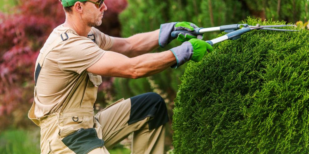 hecke-schneiden-AdobeStock_369694561