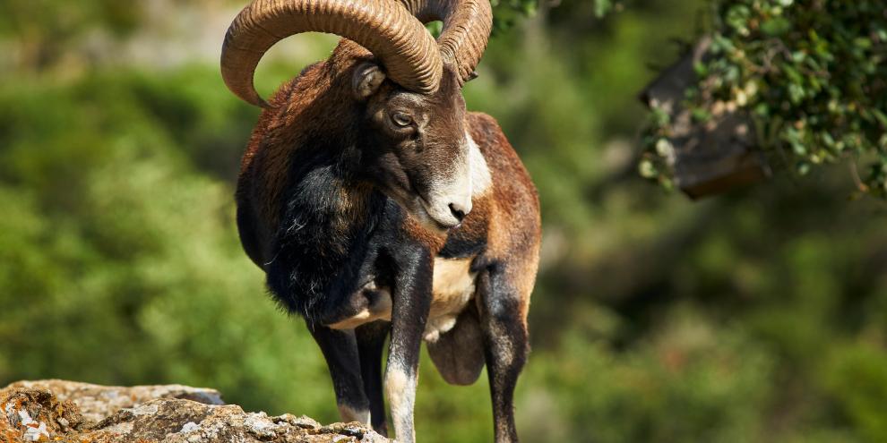 Dem Muffelwild im Trentino stehen ungünstige Zeiten bevor.