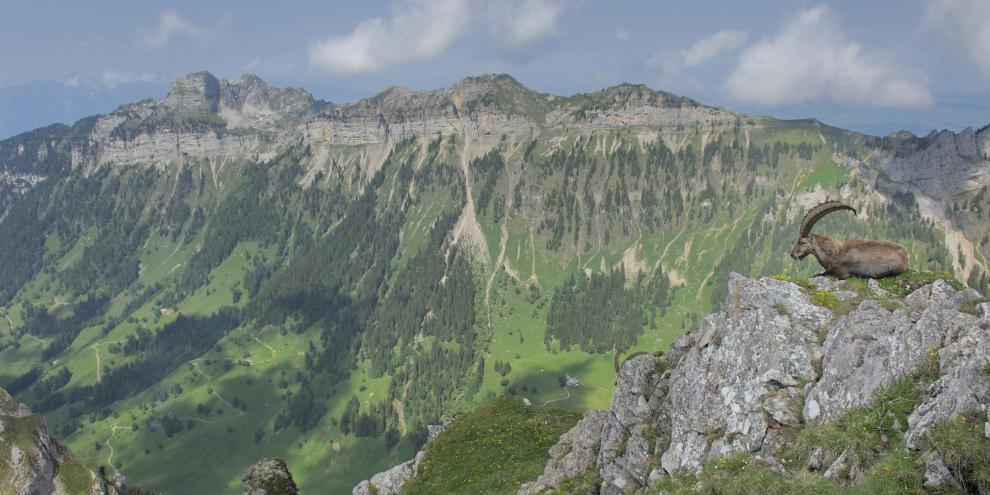 Blick auf die Berner Alpen. Die Schweizer Jäger waren im vergangenen Jagdjahr umtriebig unterwegs.