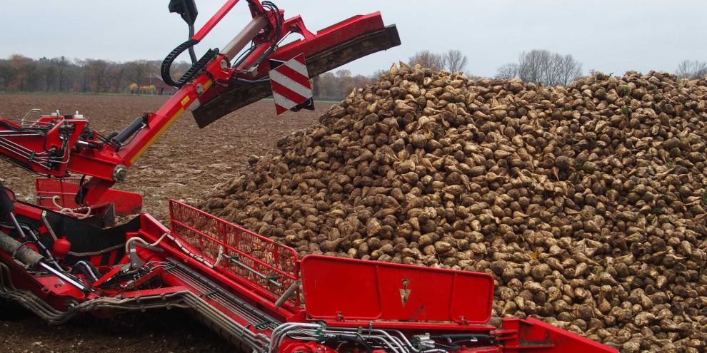 Zuckerrüben werden auf dem Feld verladen