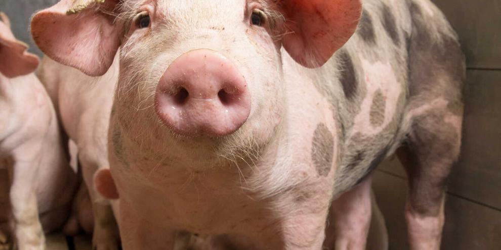 Ein Nachbar klagte gegen den Neubau eines Schweinemaststalls. Aber das Gericht gab dem Landwirt recht.