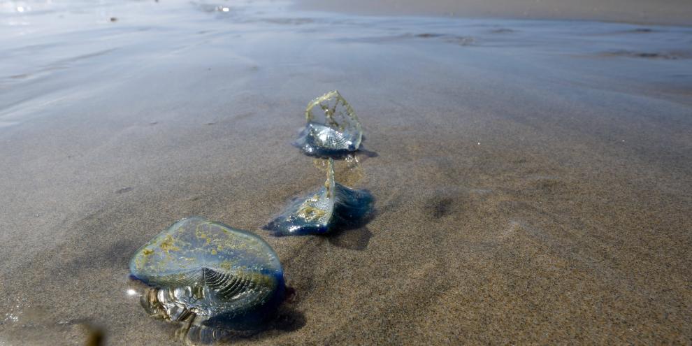 Die Segelqualle kommt eigentlich nur in tropischen bis subtropischen Meeren vor.