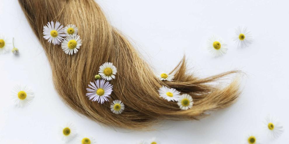 Haare-Gaensebluemchen