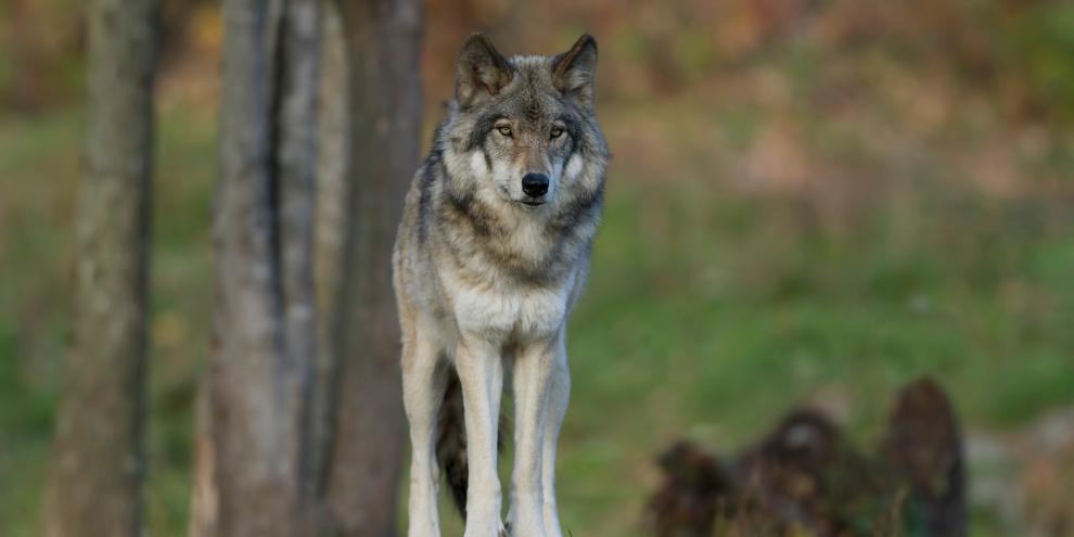 Der Abschuss von Wolf „Andrea“ sorgt für Aufregung in Österreich (Symbolfoto).