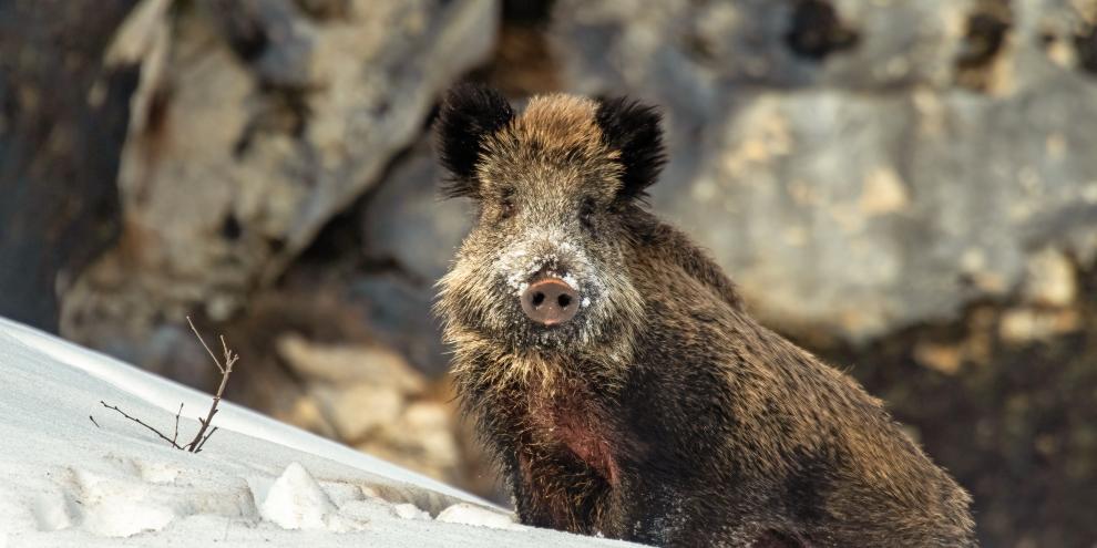 Mittlerweile dringt Schwarzwild zunehmend in Regionen vor, in denen es bislang nicht vorkam.