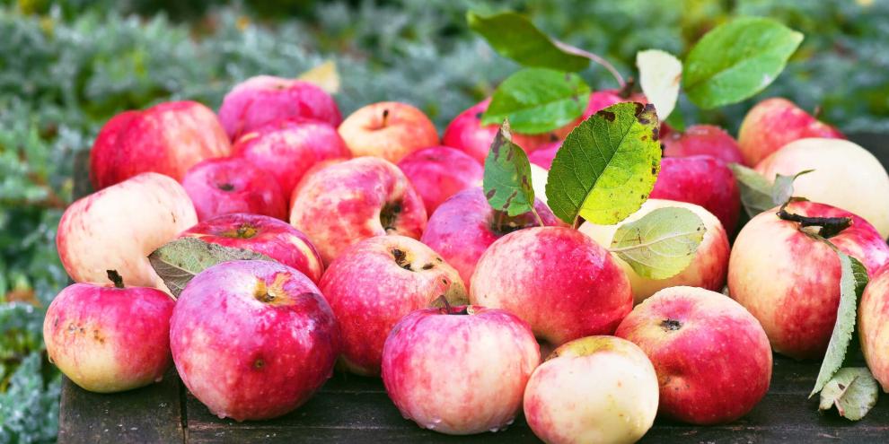 Äpfel sind alltäglich. Ihre Geschichte, ihr Anbau und ihre Ernten sind es nicht.