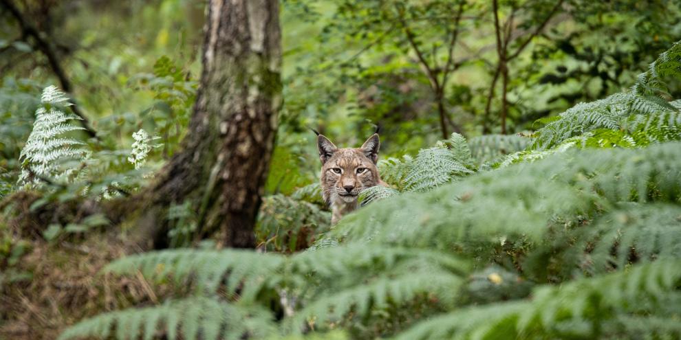Im Naturpark Westliche Wälder wurde erstmals ein Luchs nachgewiesen (Symbolbild).