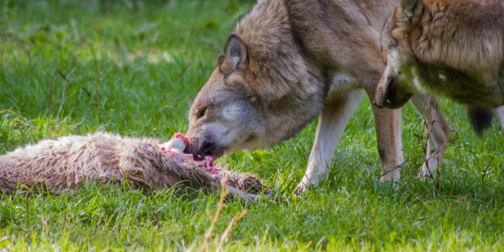 Ständige Risse sorgten für die Abschusserlaubnis eines Wolfs im Westerwaldkreis.