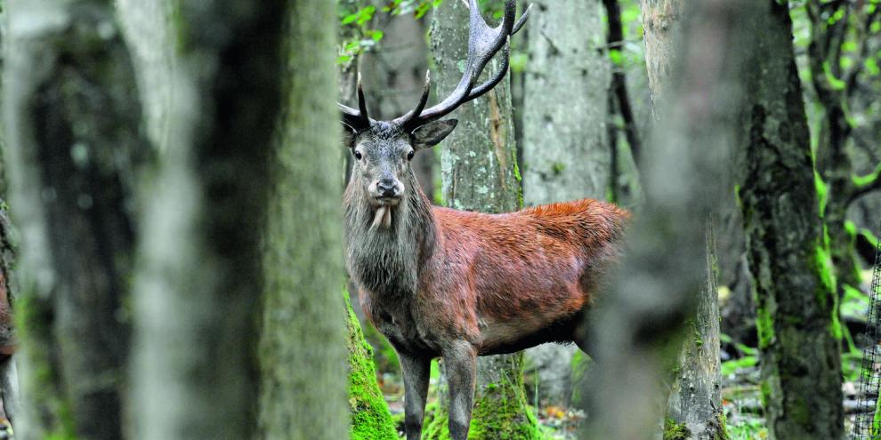 Steht ein Hirsch im engen Einstand plötzlich auf den Ruf zu, muss er schon an sicheren Geweihmerkmalen als der „Auserwählte“ erkennbar sein. Sonst liegt schnell der Falsche auf der Strecke.