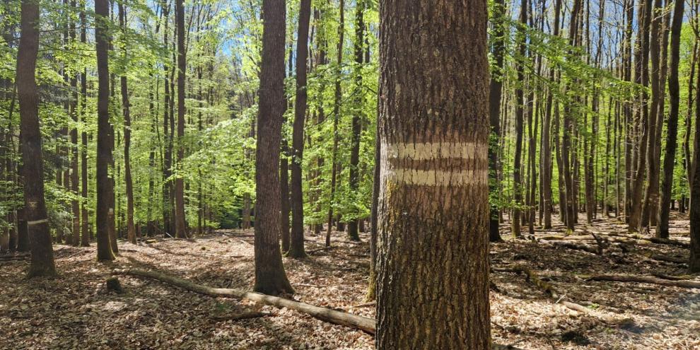 Zwei Striche für Laien, eine klare Grenzmarkierung für den Förster. Die Markierungen im Wald dienen der Kommunikation.