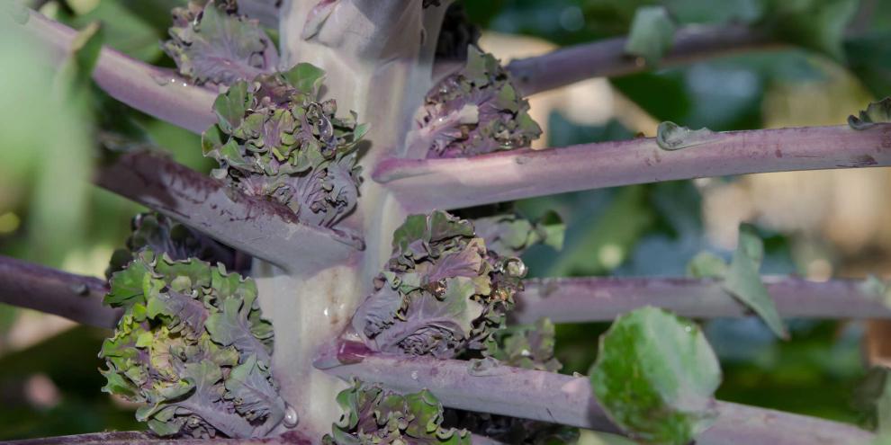Flower Sprouts wachsen ähnlich wie Rosenkohl am Stängel. Auffällig sind ihre gekräuselten, grün-violetten Blätter.
