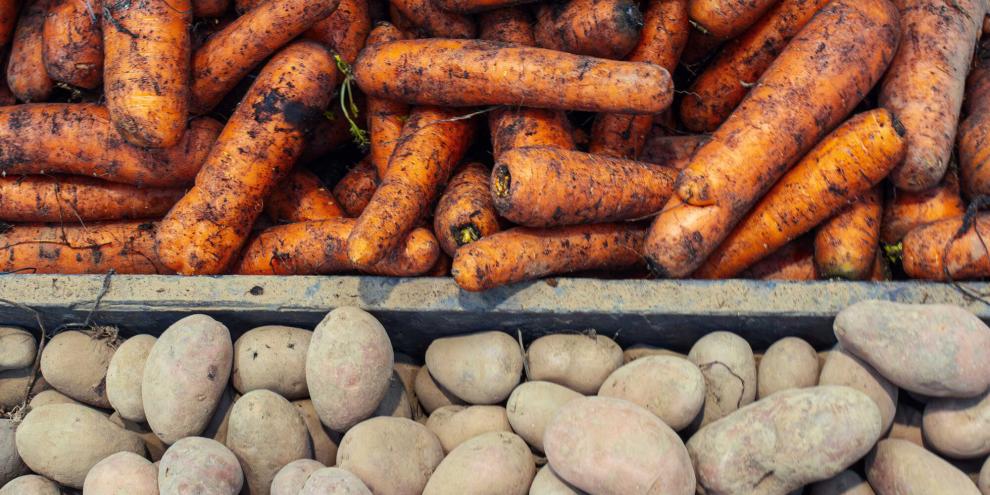 Mit Erde behaftete Möhren und Kartoffeln liegen in Kisten