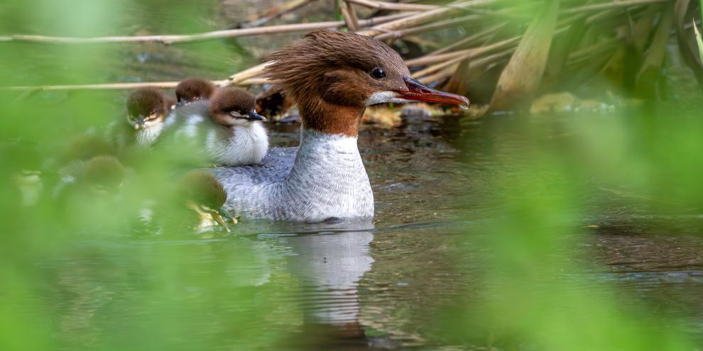 In Bayern soll es laut Naturschutzverbänden etwa 500 Brutpaare des Gänsesägers geben.