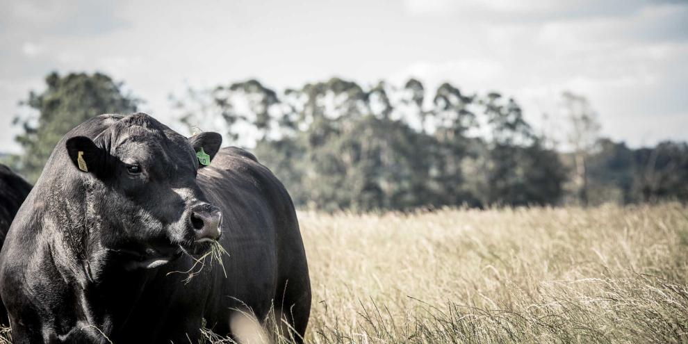 Ein Angus-Bulle erzielte in Australien einen neuen Rekordpreis. Seine Genetik soll für die Zucht künftig Millionen wert sein (Symbolbild).