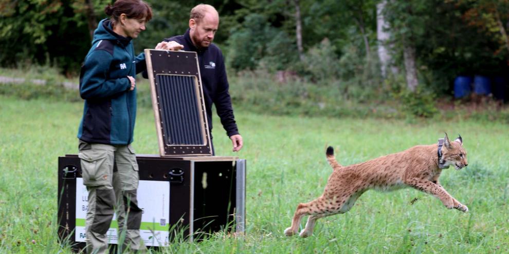 Luchs „Nero“ bei seiner Auswilderung.