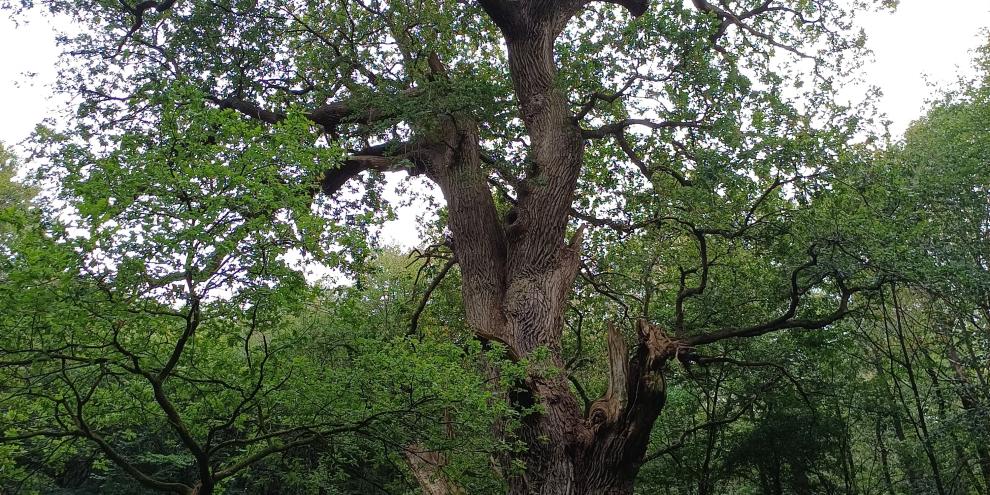 Die Friederikeneiche im Landkreis Oldenburg wird Nationalerbe-Baum.