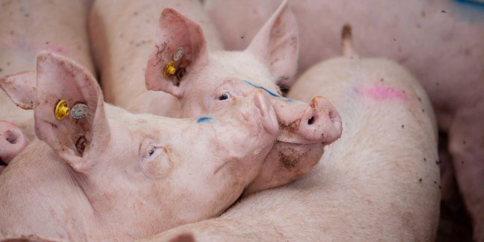 Mastschweine-AdobeStock_492789736