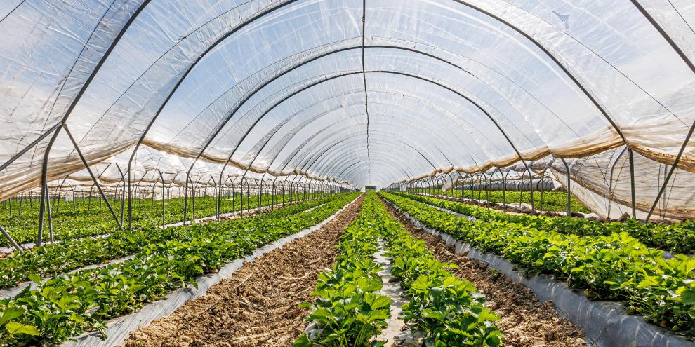 Im Gartenbau und in der Landwirtschaft werden häufig Folien verwendet. Folien aus PE können beispielsweise als Tunnelfolien lange und mehrfach genutzt werden, Mulchfolien gelangen letztlich in den Boden und sollten biologisch abbaubar sein.