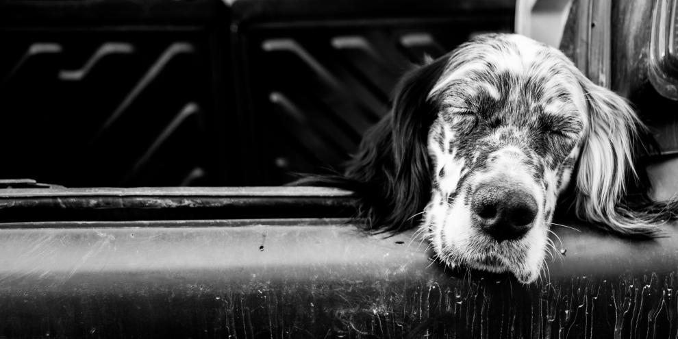 Sieben English Setter erstickten auf der Reise zu einer Jagd (Symbolfoto).