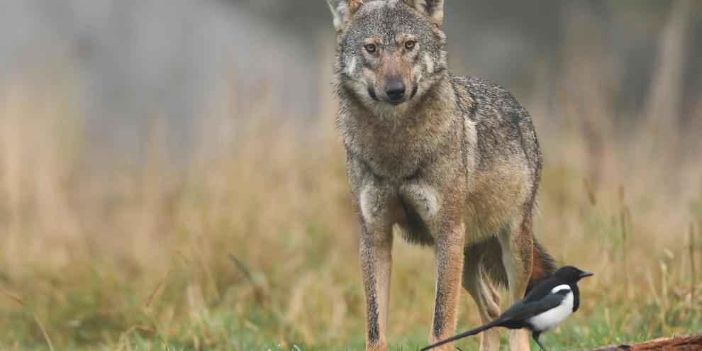 Ein Mann wurde in einem Nationalpark von einem Wolf verfolgt (Symbolfoto).