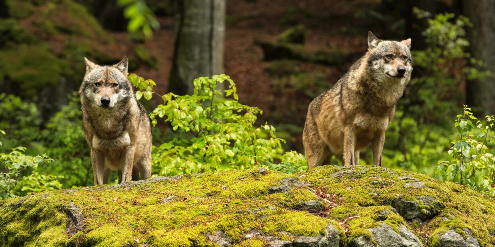 In Sachsen wird man nun handlungsfähig, wenn es um das Thema „Wolf“ geht.