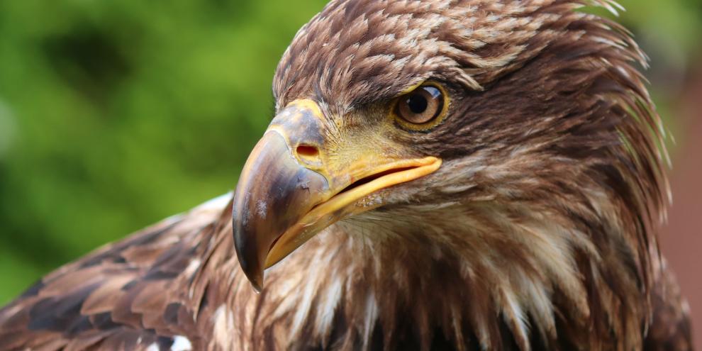 In Bayern hat ein Adler eine Drohne angegriffen und sie zum Absturz gebracht.