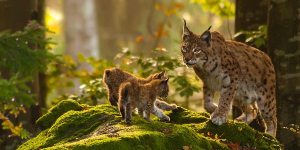 Luchse sind die heimlichen Jäger des Waldes.