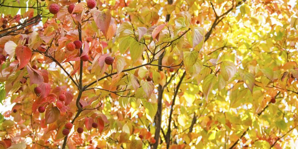 Herbstfaerbung