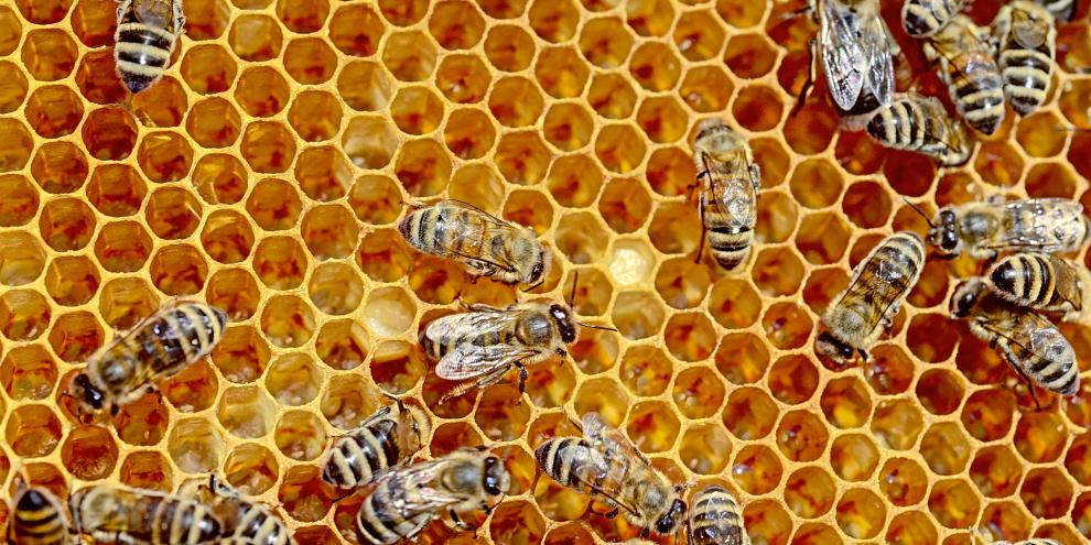 Pilzextrakte wirken sich positiv auf die Gesundheit von Honigbienen aus.