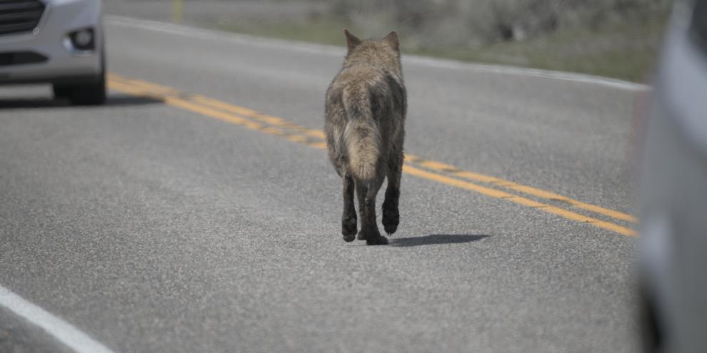 Ein Wolf sorgte in einem Wohngebiet in Niedersachsen für Aufregung (Symbolbild).