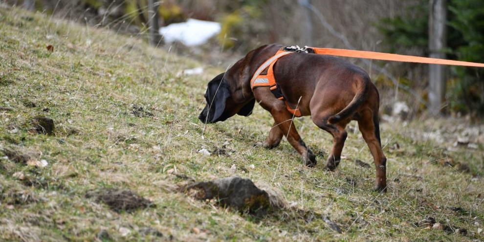 Viele der heute existierenden Hunderassen sind als optimierte Variante einer anderen Rasse entstanden. Der Bayerische Gebirgsschweißhund ging durch gezielte Selektion leichter Schweißhunde für bergiges Gelände aus dem Hannoverschen Schweißhund hervor.