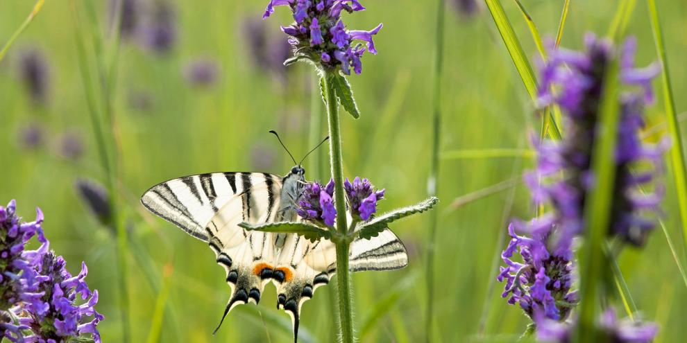 Ein Segelfalter stärkt sich an den Blüten des Heilziest.