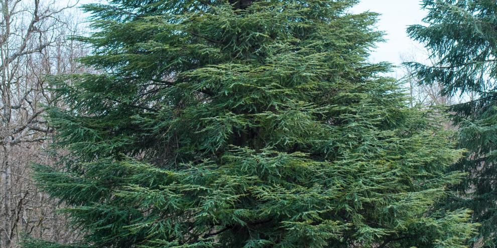 Abb. 1: Atlaszeder (Cedrus atlantica) ist durch den meldepflichtigen Pilzschädling Sirococcus tsugae potenziell gefährdet.