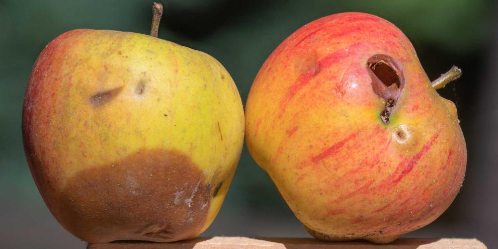 Bei fauligen Äpfeln ist die Küchenregel „großzügig rausschneiden“ nicht immer die beste Wahl.