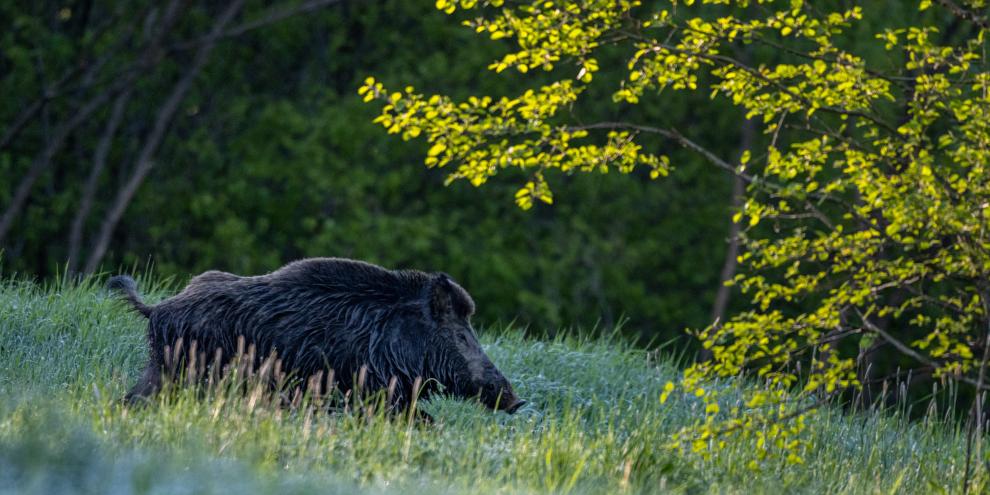 In Thüringen hofft die Politik mit finanziellen Anreizen an Jäger die ASP verhindern zu können.