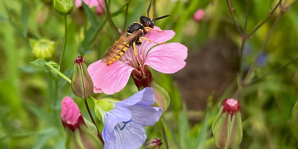 Der Bienenwolf lebt solitär und gehört zu den Grabwespen.