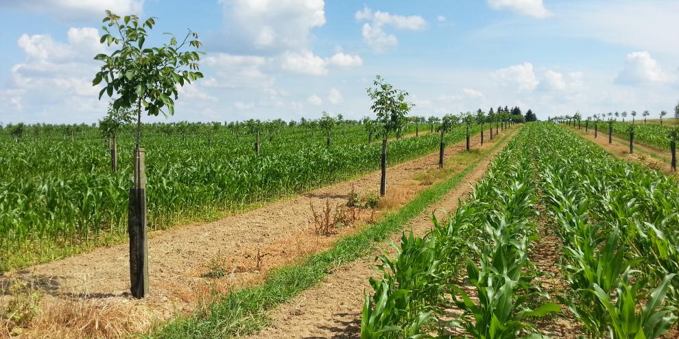 Abb. 1: Agroforstsystem mit Walnuss