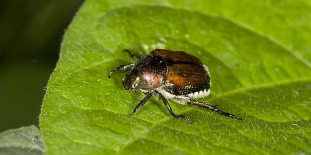 Der Japankäfer kann große Schäden in der Landwirtschaft und an Zierpflanzen anrichten. In Lindau wird er nun unter Quarantäne gestellt.