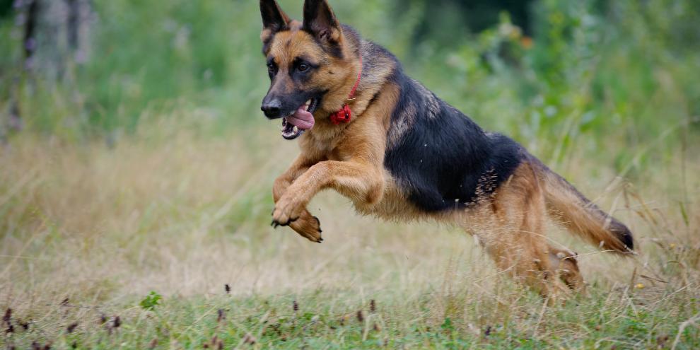 Ein Schäferhund und ein Husky sollen eine Ricke gerissen haben.