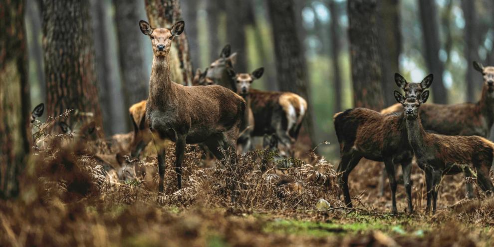 Rotwild bei der Drückjagd zu bejagen ist besonders anspruchsvoll.