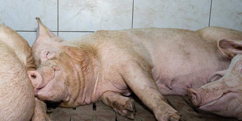 Immer wieder sterben Schweine aufgrund von Lüftungsausfällen im Stall (Symbolbild). Solche Havarien sind tragisch, jedoch nicht zu 100 Prozent zu verhindern. Die regelmäßige Überprüfung der Warnsysteme sollte für Tierhalter zur Routine gehören.